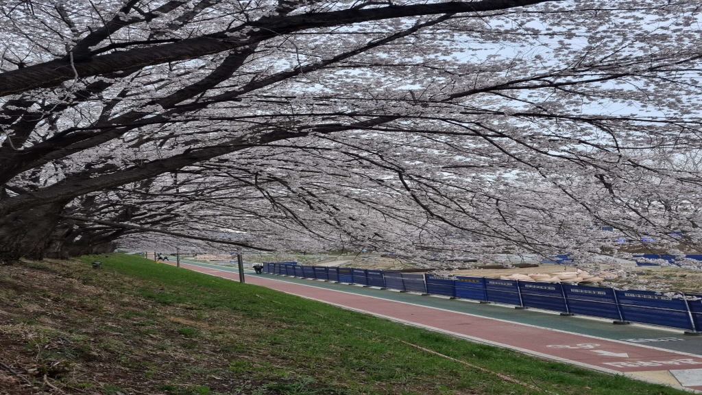 양재천벚꽃축제