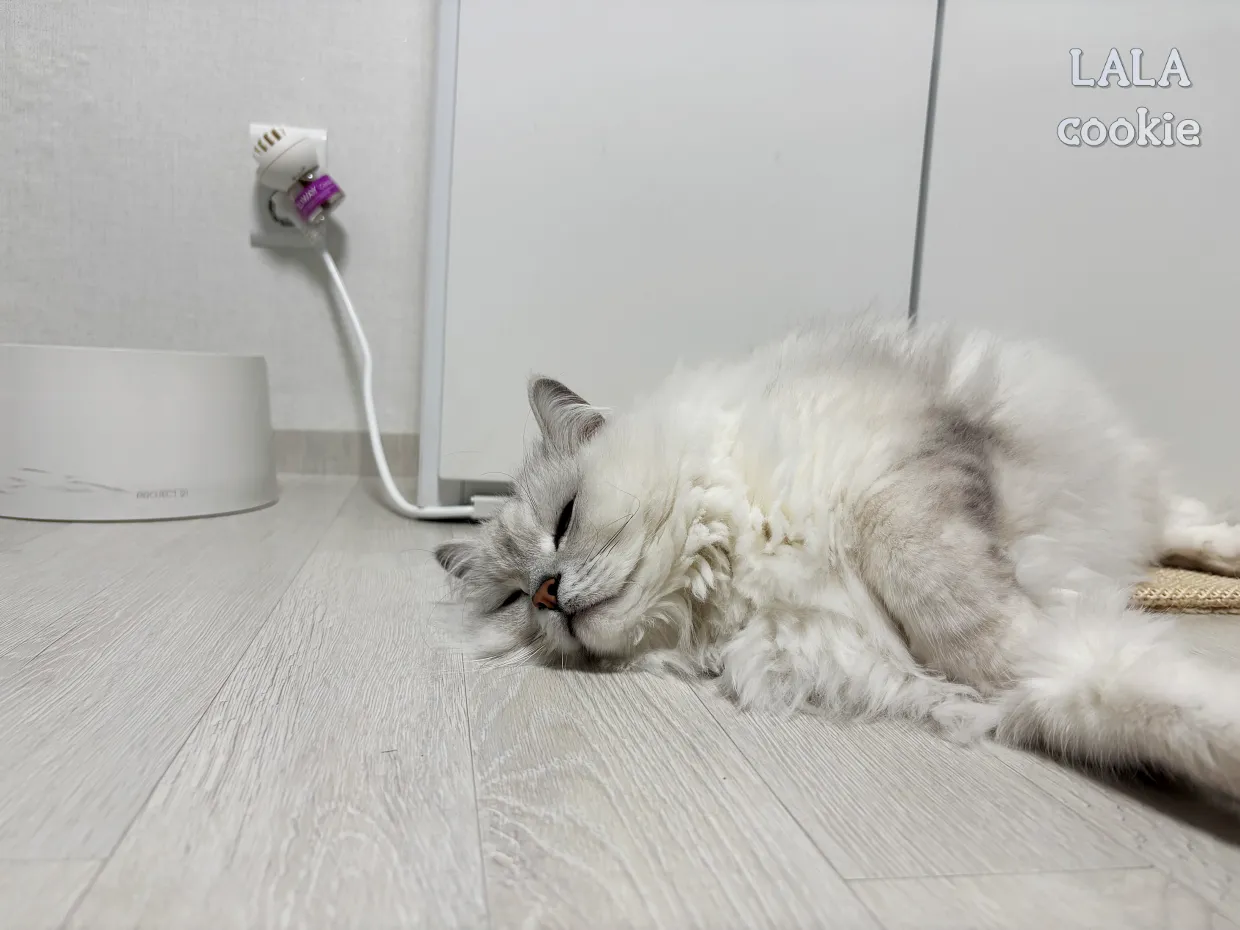 고양이-스트레스-완화-펠리웨이-자는-고양이