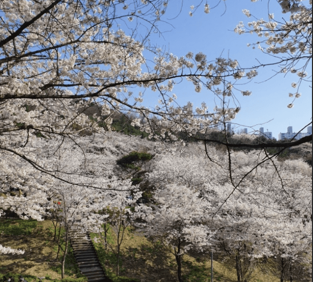 서대문 안산 벚꽃 봄축제
