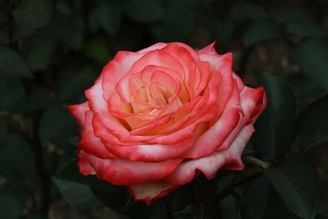 오늘이 아니라면 최적의 개화 시기는 언제인지 곡성세계장미축제에서 확인하세요_9