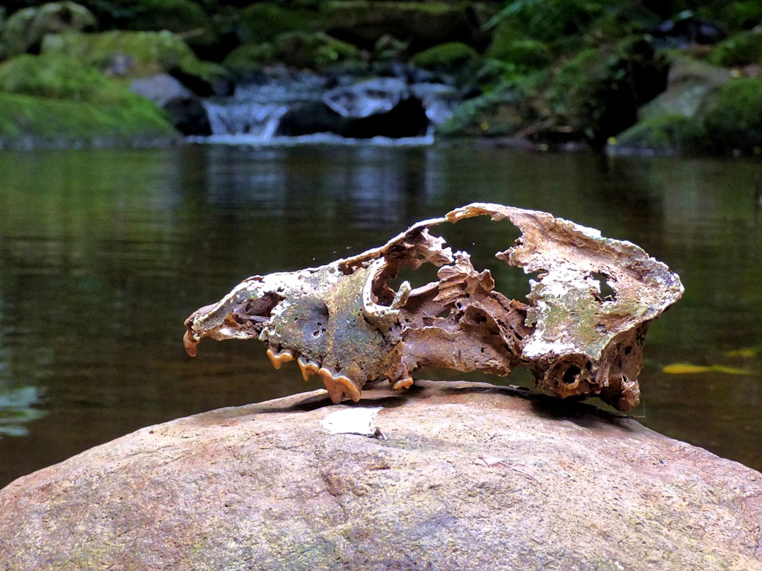 Bone broth.