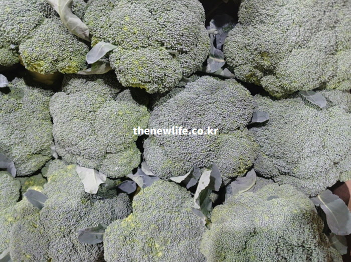 혈관 탄력 유지와 콜레스테롤 조절 효능에 도움을 주는 신선한 브로콜리 뭉치 실물 사진