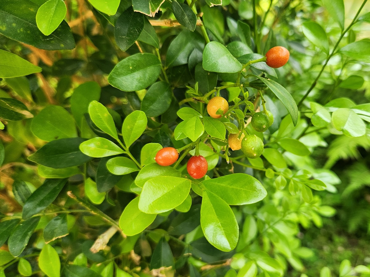 오렌지자스민