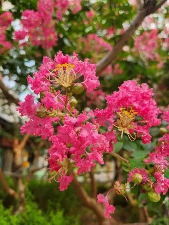 여름꽃 종류 모음 여름 꽃나무 추천 12가지 정리_18