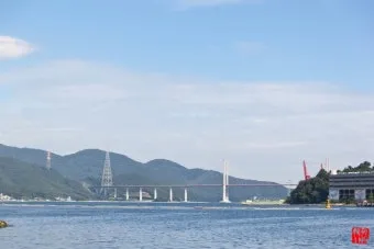 마산 해안도로 5월의 꽃 다정큼나무 산딸나무 해당화_17