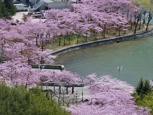 서서울호수공원 왕벚나무 꽃