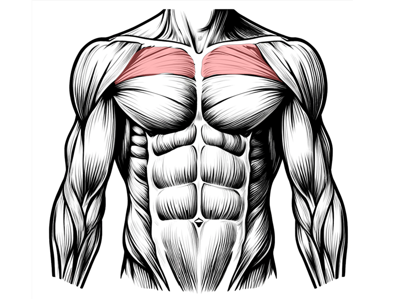 근이영양증, 점점 약해지는 근육의 싸움