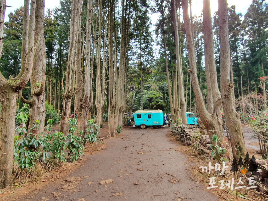 안돌오름 비밀의 숲