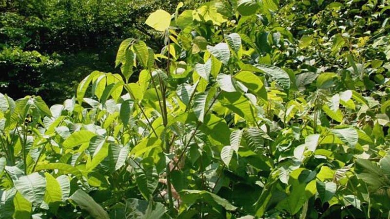 잎이-푸르른-옻나무-사진