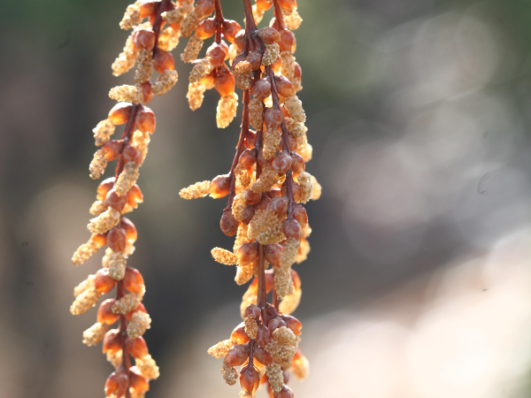 메타세쿼이아 수꽃