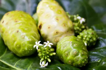 노니 효능 및 영양성분, 부작용과 주의점