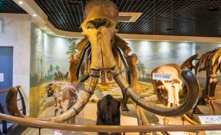 안면도 쥬라기박물관