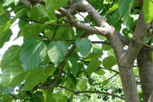 헛개나무효능14