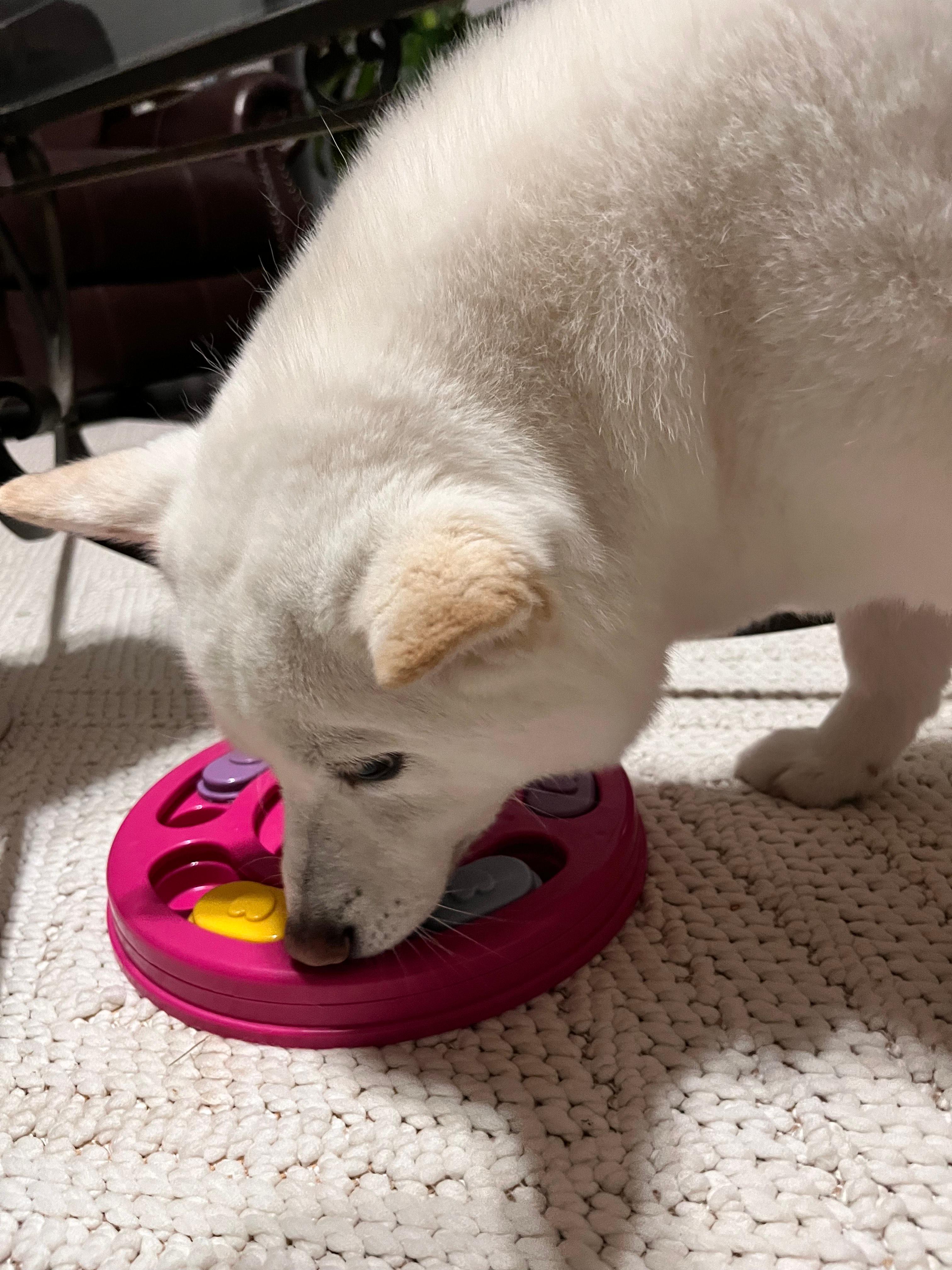 흰 강아지 한마리가 장난감 퍼즐에서 코를 이용해 간식을 먹는 이미지