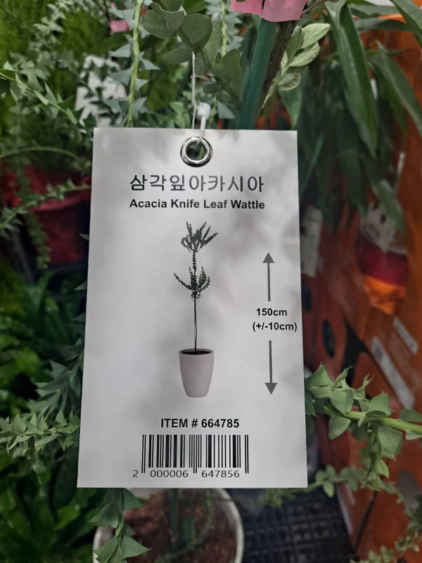 코스트코 삼각잎아카시아