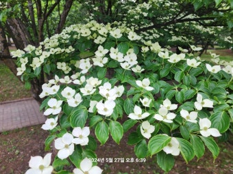 산딸나무&amp;#44; 우리 숲에서 만나는 토종나무