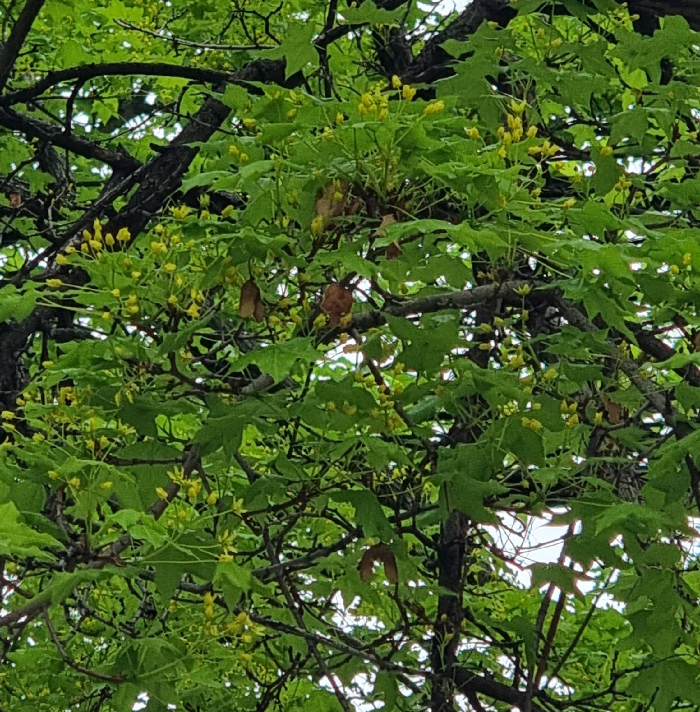 꽃가루 달력의 중요성