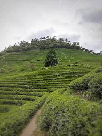 보성 녹차밭 대한다원 입장료 주차 코스 정보 총정리_9