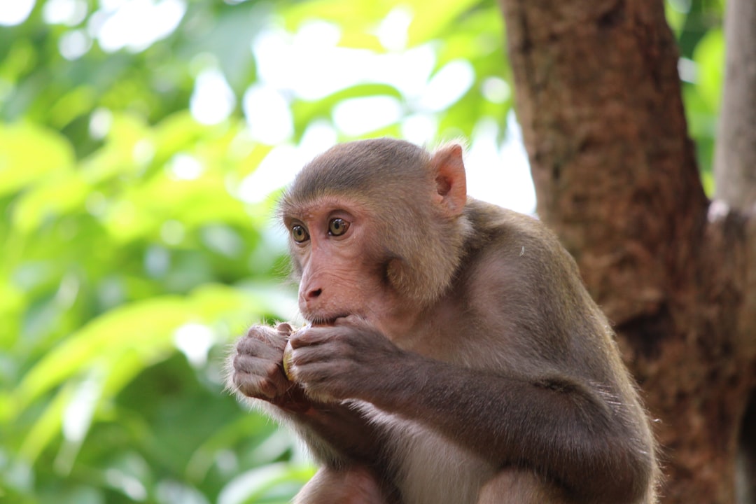 Monkey wrench.