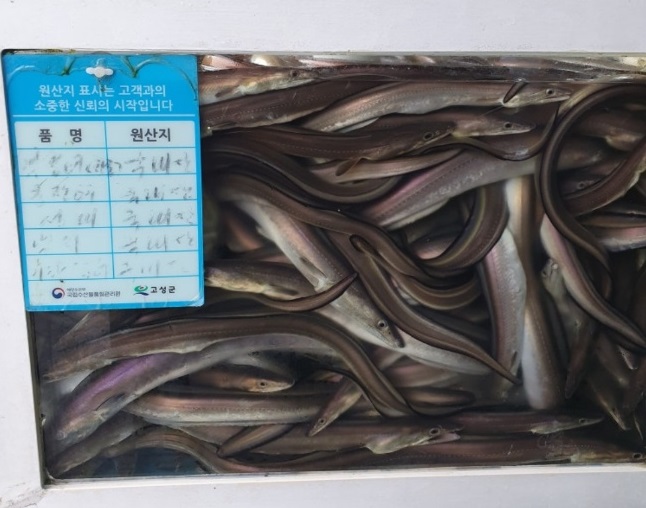 한국인의밥상-고성-갯장어-군령포하모자연산횟집