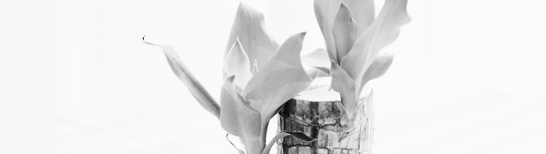 행운목 가지치기 방법