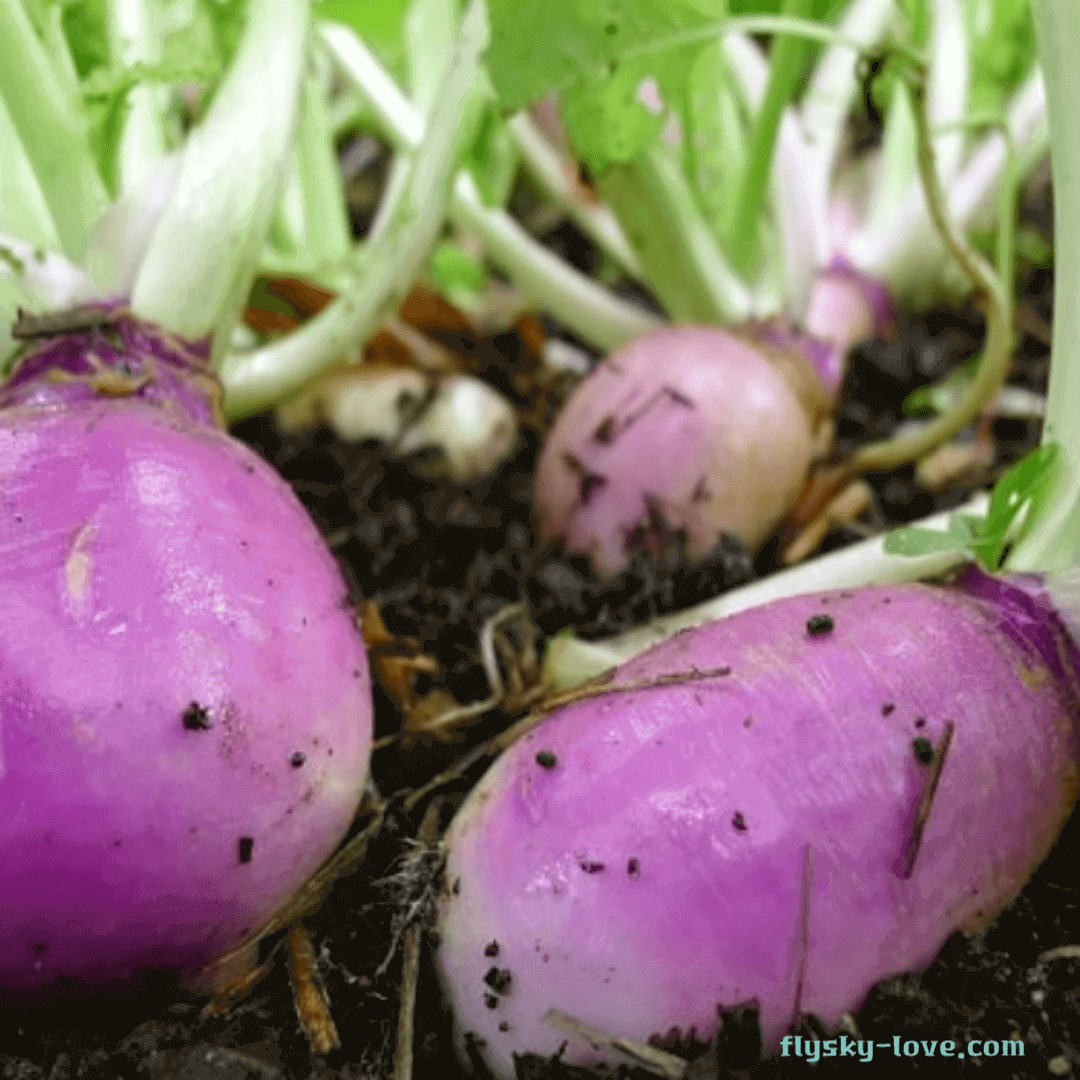 스웨덴의 순무 루타바가(rutabaga)