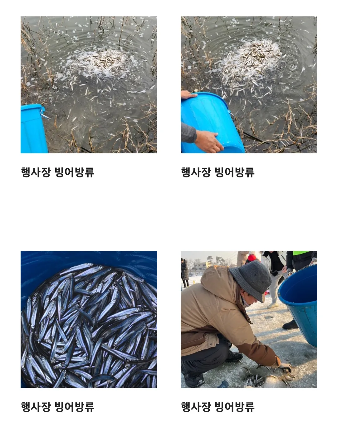 양평 산수유마을 빙어축제 사진