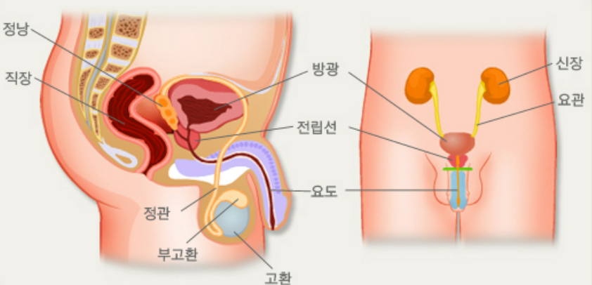 전립선비대증