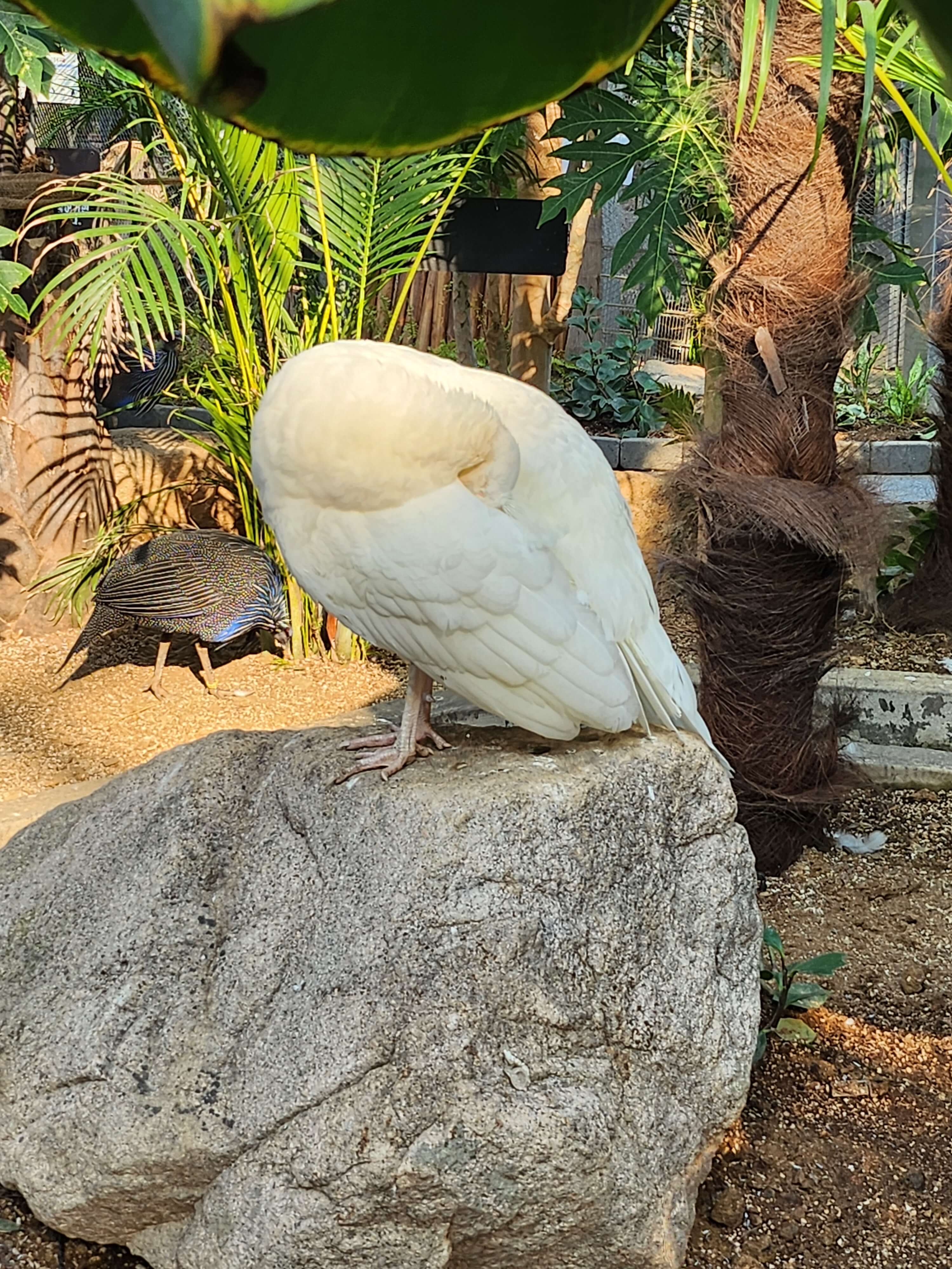 가평 베고니아 정원