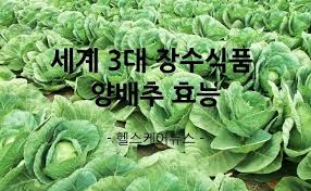 양배추세계3대식품
