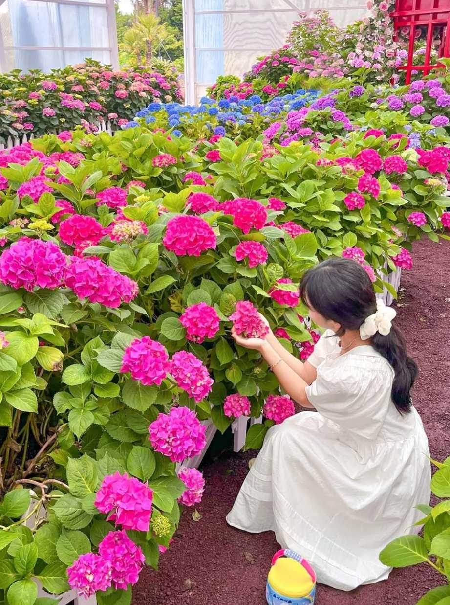 휴애리 수국축제