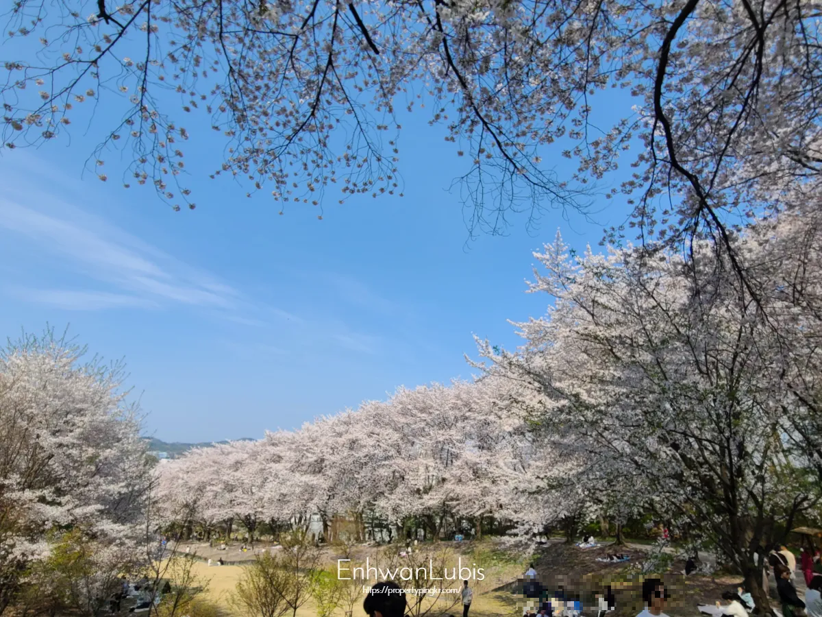 맑은날-길따라-심어진-벚꽃나무-만개한-벚꽃-아래에서-피크닉을-즐기는-사람들