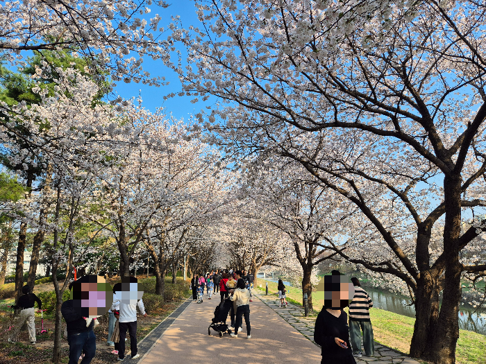 황구지천 벚꽃길6