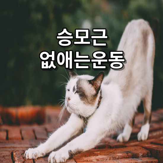 승모근없애는스트레칭