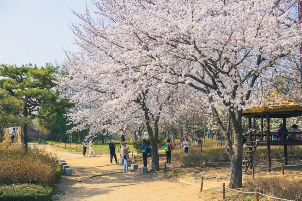 인천대공원 벚꽃1