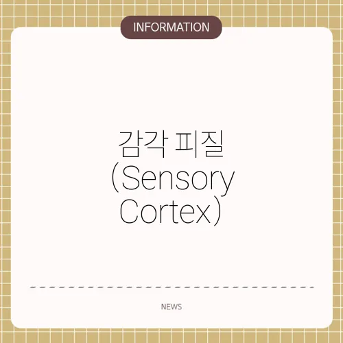 감각 피질 (Sensory Cortex)