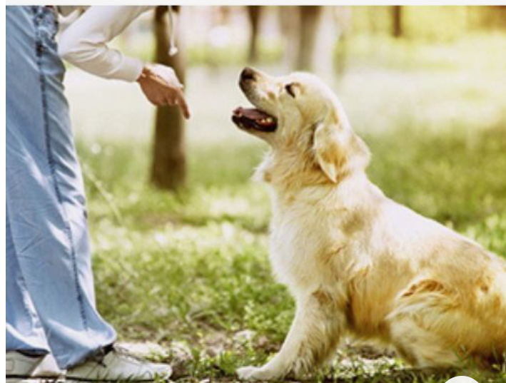 공수병-개-예방접종