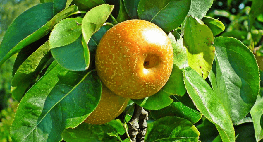 탐스럽게 나무에 달린 배