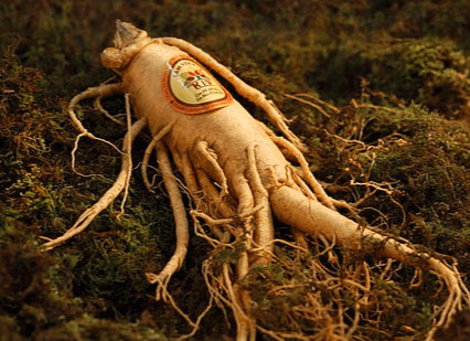 커다란 인삼 한 뿌리가 누워 있다. 몸통은 아주 통통하고 잔뿌리들이 수십 개 달려있다.