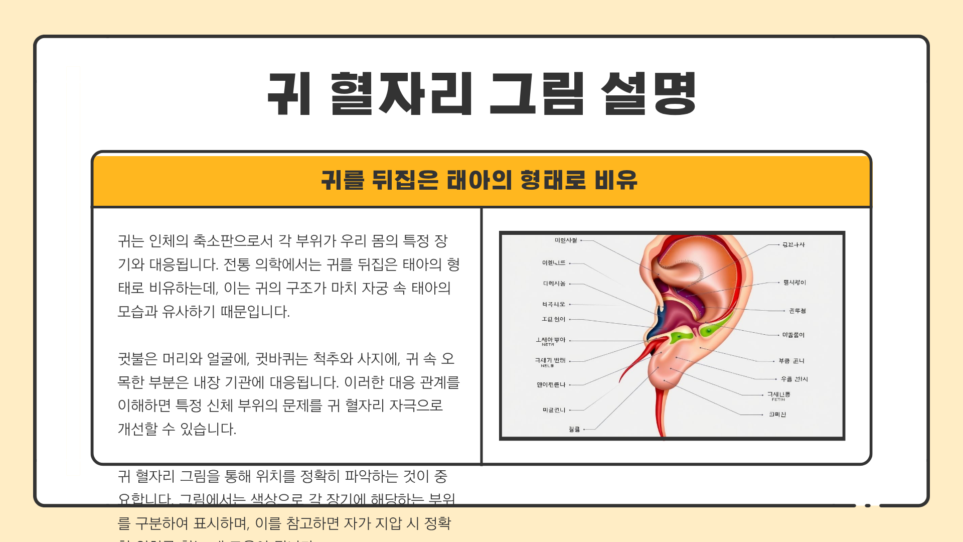 귀 혈자리 위치 ❘ 귀 혈액순환 ❘ 귀 혈자리 그림으로 보는 건강 관리법