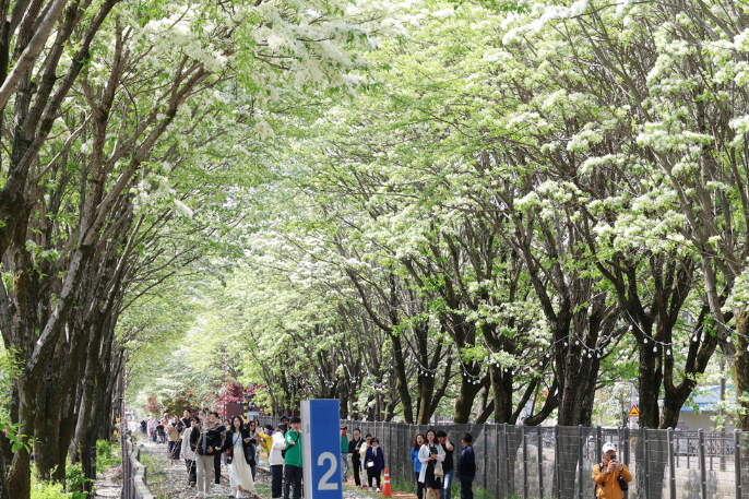 전주 이팝나무축제
