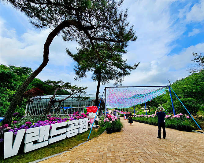 2025 강진 수국길축제 일정&middot;주차&middot;포토존 총정리 (6.27~29)