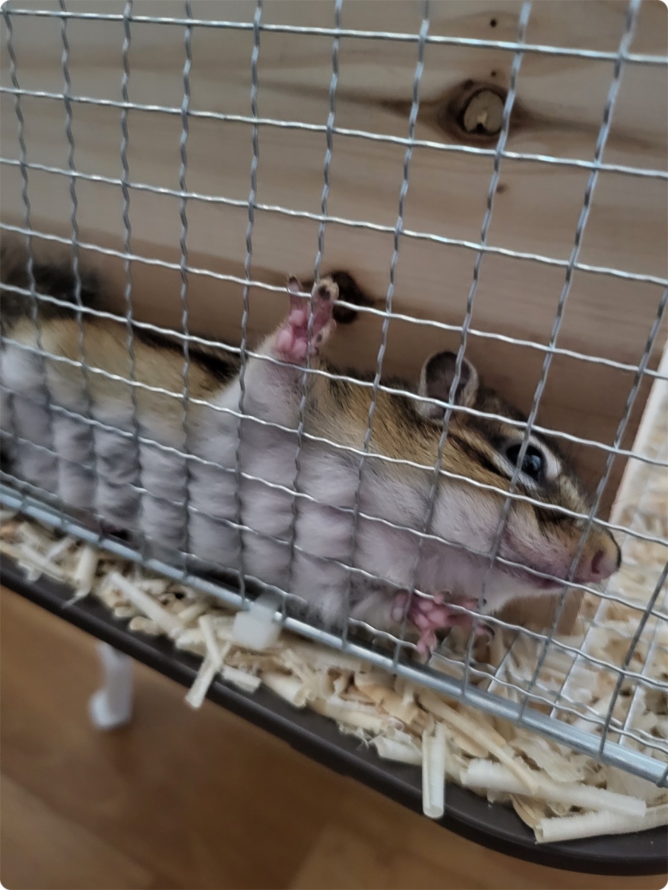 저.. 저기.. 집사양반 나 끼었어~
