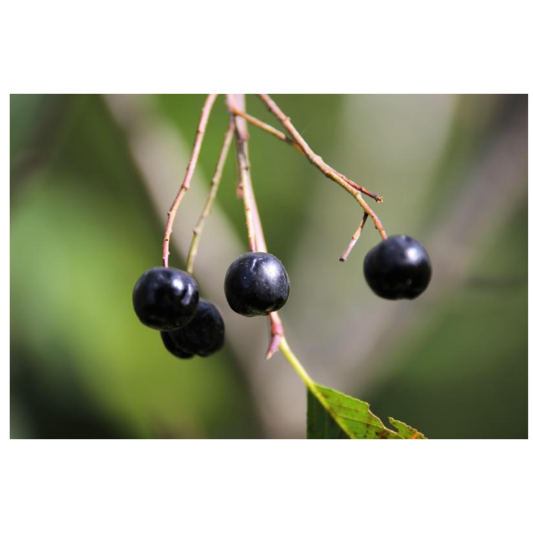 아로니아와 관련된 사진입니다.