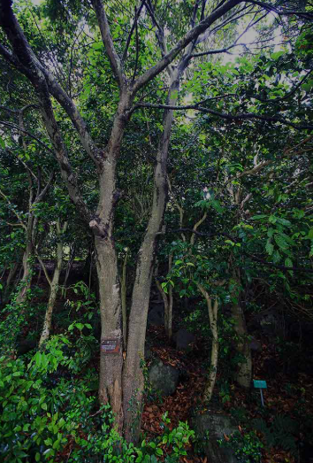 완도수목원 붉은가시나무