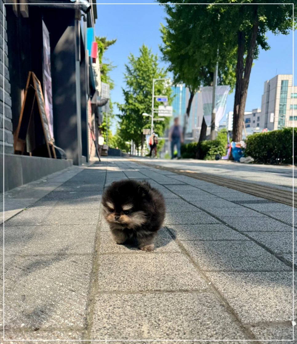 블랙탄 포메라니안 곰돌이 외모