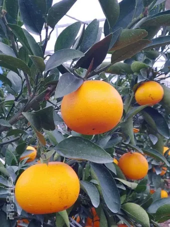 천혜향 재배 가지치기 봉지 씌우기 저장 요령_3