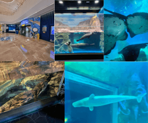 롯데월드 아쿠아리움