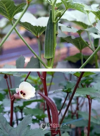 오크라 재배 파종 깊이 따뜻한 흙 물주기 요령_3