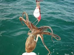 쭈꾸미 낚시 시기 낚시철